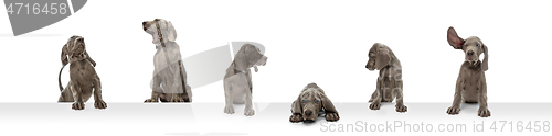 Image of Young dog posing. Cute puppy or pet posing happy isolated on white studio background. Studio photoshots. Creative collage of different breeds of dogs. Flyer for your ad.