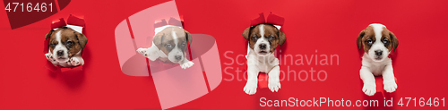 Image of Young dog posing. Cute puppy or pet posing happy isolated on red studio background. Studio photoshots. Creative collage of different breeds of dogs. Flyer for your ad.