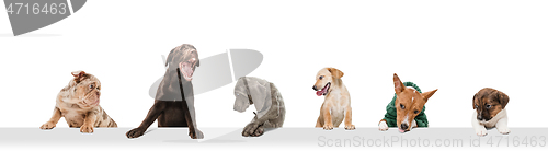 Image of Cute doggies or pets looking happy isolated on white background. Studio photoshots. Creative collage of different breeds of dogs. Flyer for your ad.