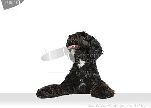 Image of Young black Labradoodle playing isolated on white studio background