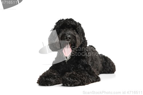 Image of Young black Labradoodle playing isolated on white studio background