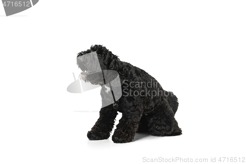 Image of Young black Labradoodle playing isolated on white studio background