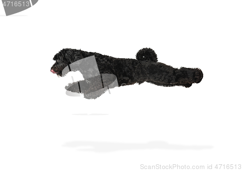 Image of Young black Labradoodle playing isolated on white studio background