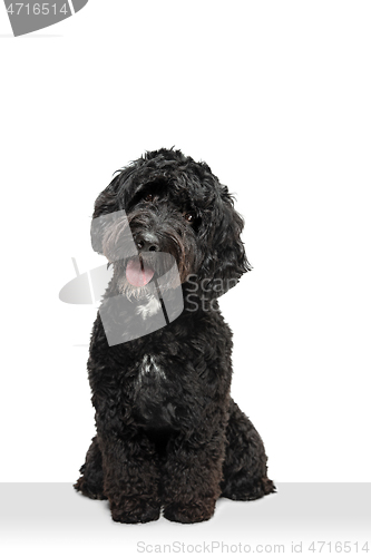 Image of Young black Labradoodle playing isolated on white studio background