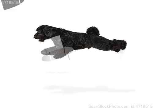 Image of Young black Labradoodle playing isolated on white studio background