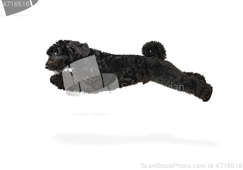 Image of Young black Labradoodle playing isolated on white studio background