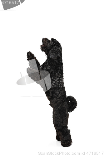 Image of Young black Labradoodle playing isolated on white studio background