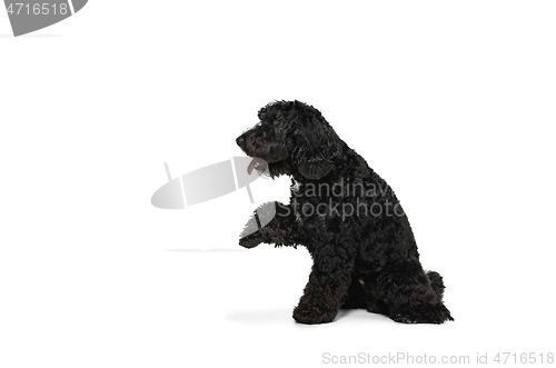 Image of Young black Labradoodle playing isolated on white studio background