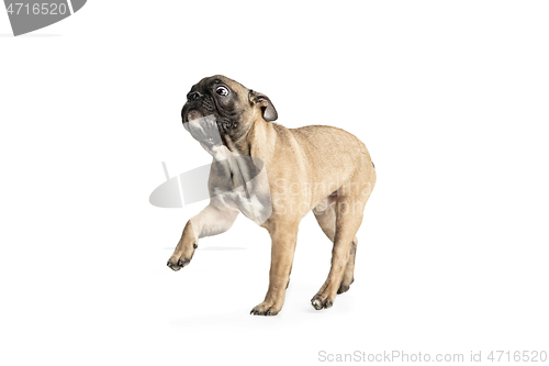 Image of Young brown French Bulldog playing isolated on white studio background