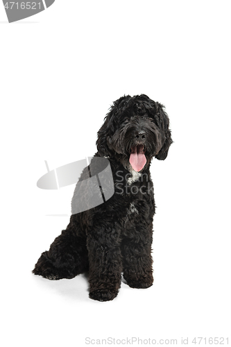 Image of Young black Labradoodle playing isolated on white studio background