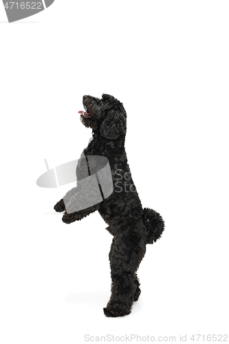 Image of Young black Labradoodle playing isolated on white studio background