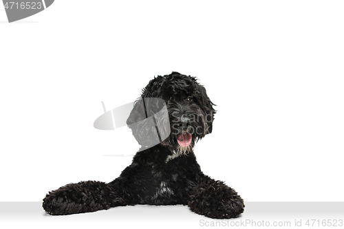 Image of Young black Labradoodle playing isolated on white studio background