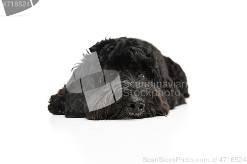 Image of Young black Labradoodle playing isolated on white studio background