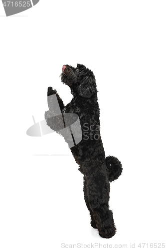 Image of Young black Labradoodle playing isolated on white studio background