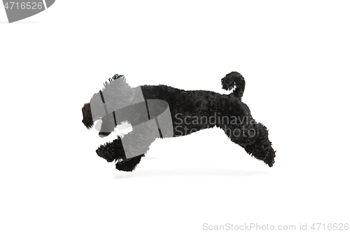 Image of Young black Labradoodle playing isolated on white studio background