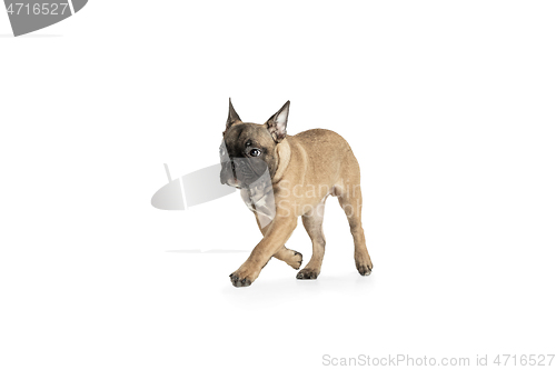 Image of Young brown French Bulldog playing isolated on white studio background