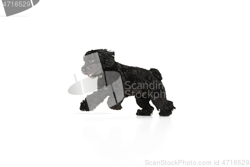 Image of Young black Labradoodle playing isolated on white studio background