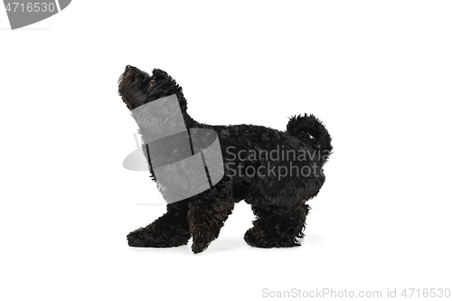 Image of Young black Labradoodle playing isolated on white studio background