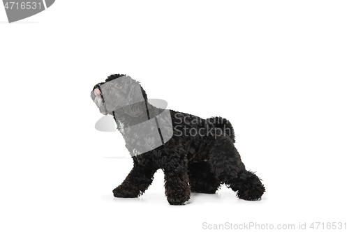 Image of Young black Labradoodle playing isolated on white studio background