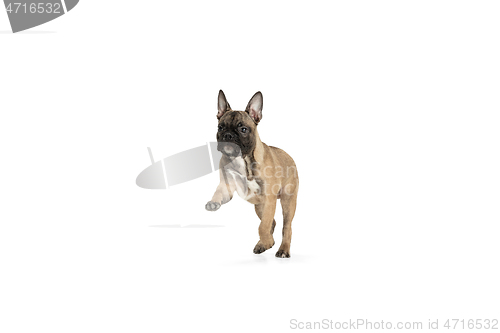 Image of Young brown French Bulldog playing isolated on white studio background