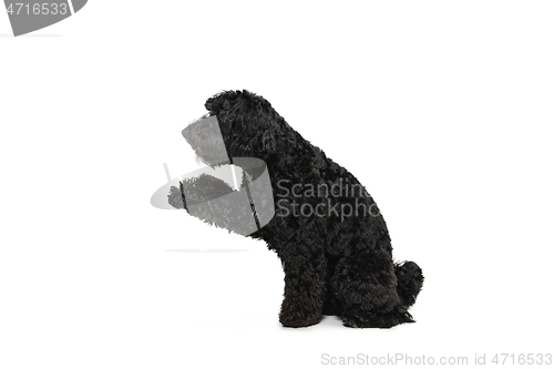 Image of Young black Labradoodle playing isolated on white studio background