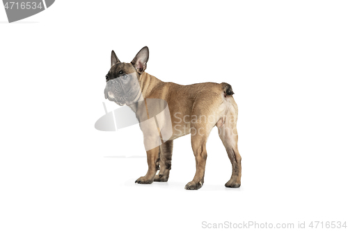 Image of Young brown French Bulldog playing isolated on white studio background