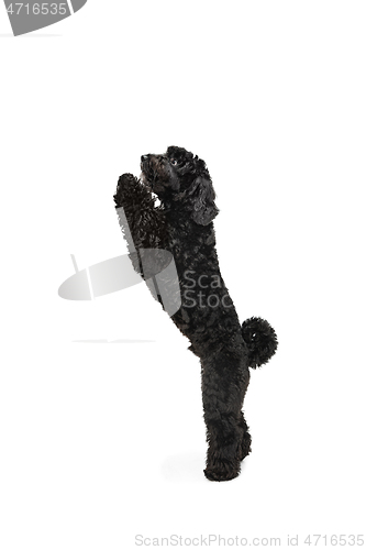 Image of Young black Labradoodle playing isolated on white studio background