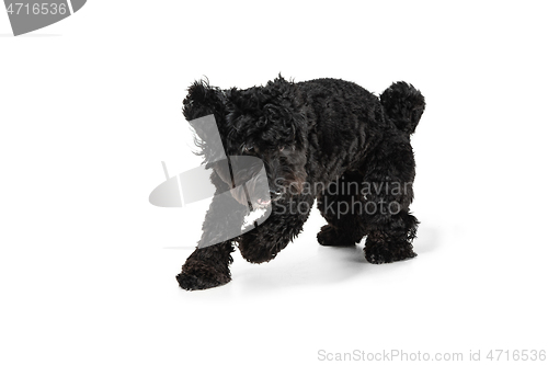 Image of Young black Labradoodle playing isolated on white studio background