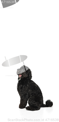 Image of Young black Labradoodle playing isolated on white studio background