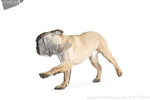 Image of Young brown French Bulldog playing isolated on white studio background