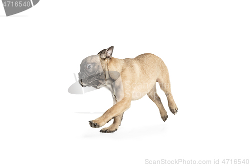 Image of Young brown French Bulldog playing isolated on white studio background