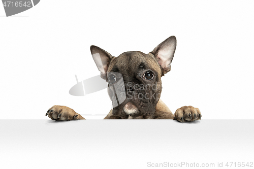 Image of Young brown French Bulldog playing isolated on white studio background