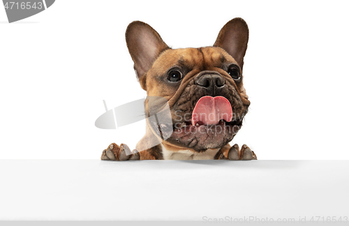 Image of Young brown French Bulldog playing isolated on white studio background