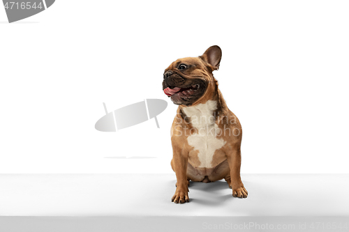 Image of Young brown French Bulldog playing isolated on white studio background