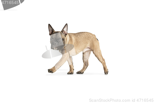 Image of Young brown French Bulldog playing isolated on white studio background