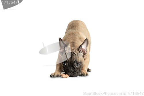 Image of Young brown French Bulldog playing isolated on white studio background