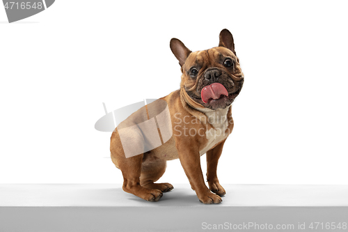 Image of Young brown French Bulldog playing isolated on white studio background