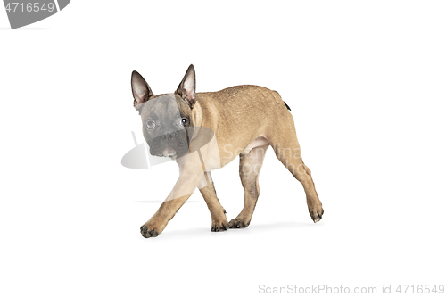 Image of Young brown French Bulldog playing isolated on white studio background