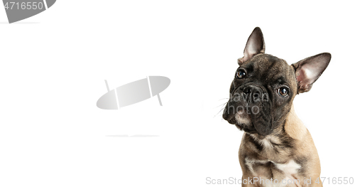 Image of Young brown French Bulldog playing isolated on white studio background