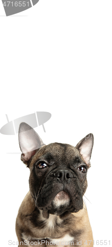 Image of Young brown French Bulldog playing isolated on white studio background