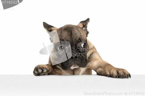 Image of Young brown French Bulldog playing isolated on white studio background