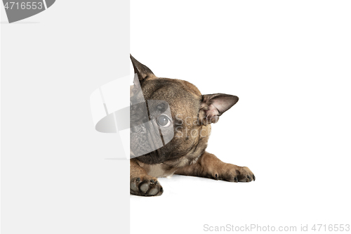 Image of Young brown French Bulldog playing isolated on white studio background