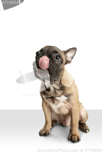 Image of Young brown French Bulldog playing isolated on white studio background