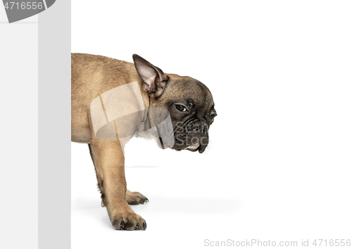 Image of Young brown French Bulldog playing isolated on white studio background