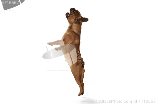 Image of Young brown French Bulldog playing isolated on white studio background