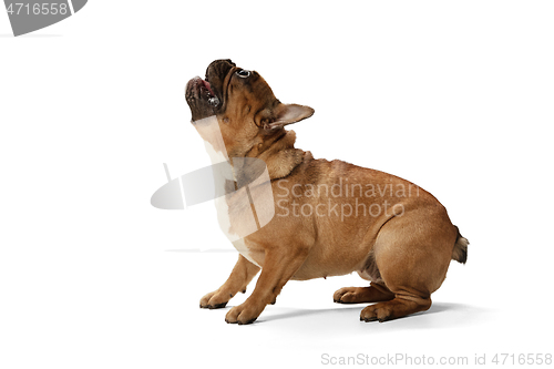 Image of Young brown French Bulldog playing isolated on white studio background