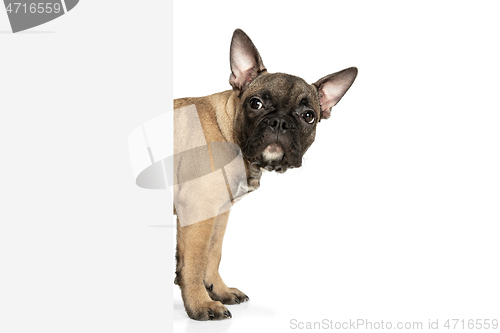 Image of Young brown French Bulldog playing isolated on white studio background