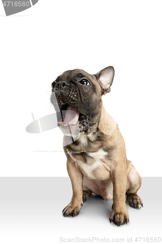 Image of Young brown French Bulldog playing isolated on white studio background