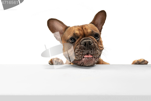 Image of Young brown French Bulldog playing isolated on white studio background