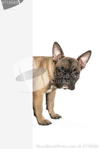 Image of Young brown French Bulldog playing isolated on white studio background